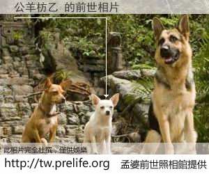 公羊枋乙 的前世相片