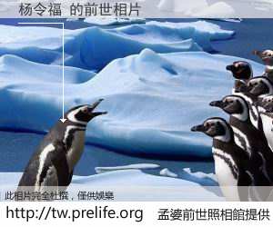 杨令福 的前世相片