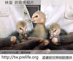 林玺 的前世相片