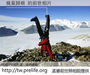 楓葉歸根 的前世相片