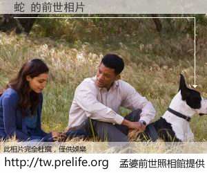 蛇 的前世相片