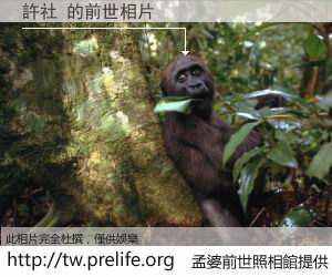 許社 的前世相片