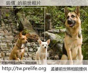 鎢價 的前世相片