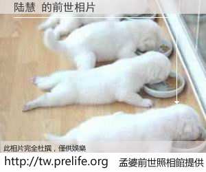 陆慧 的前世相片