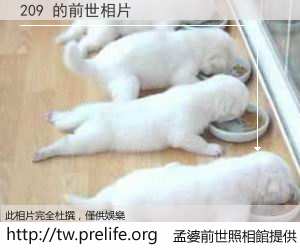 209 的前世相片
