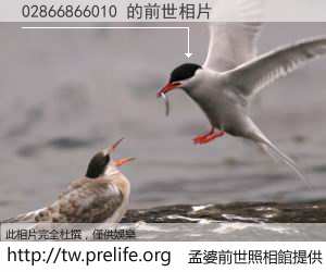 02866866010 的前世相片