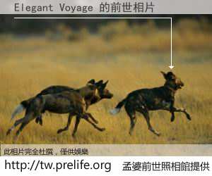 Elegant Voyage 的前世相片