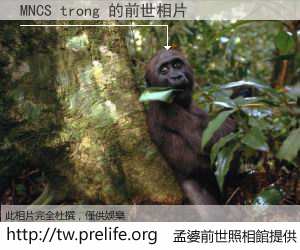 MNCS trong 的前世相片