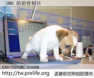 OMO 的前世相片
