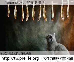Tenorshare 的前世相片