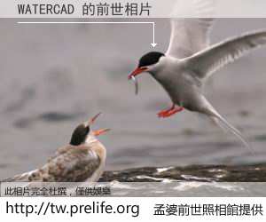 WATERCAD 的前世相片