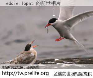 eddie lopat 的前世相片