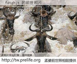fdtghjt 的前世相片