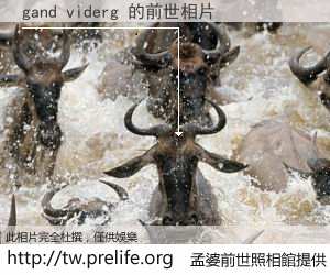gand viderg 的前世相片