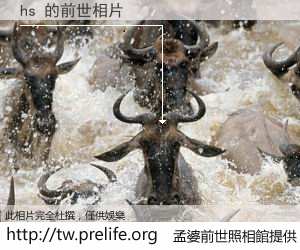 hs 的前世相片