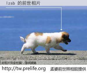 lzsb 的前世相片