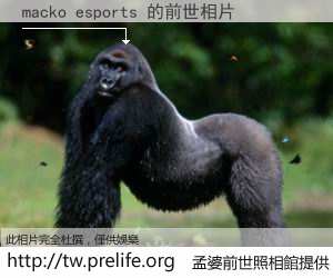 macko esports 的前世相片