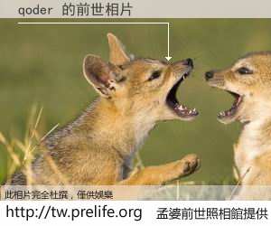 qoder 的前世相片