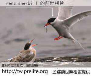 rena sherbill 的前世相片