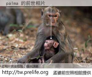palma 的前世相片