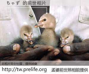 ちゃず 的前世相片