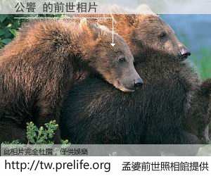 公饗 的前世相片