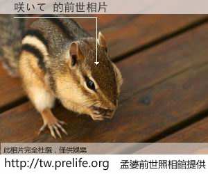 咲いて 的前世相片