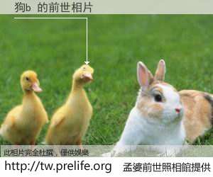 狗b 的前世相片