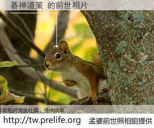 碁神道策 的前世相片