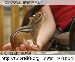 貓咬盆栽 的前世相片